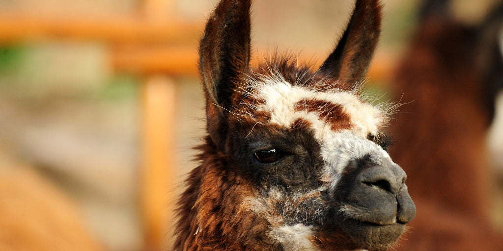 Art for a Cause: Wildlife Conservation Society