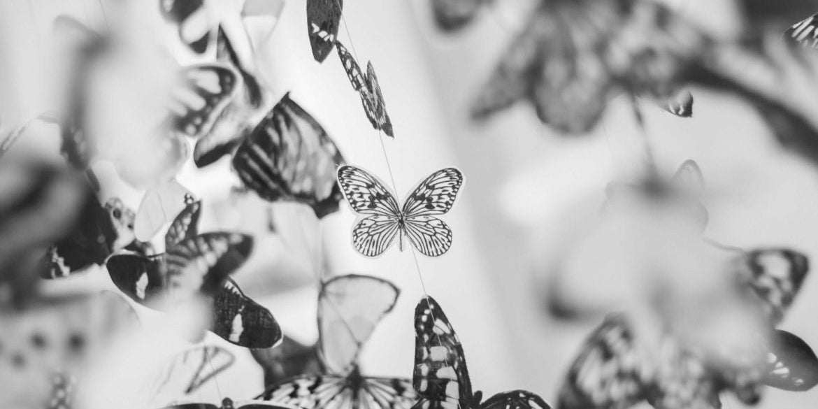 Giving Back: Spotlight on North American Butterfly Association